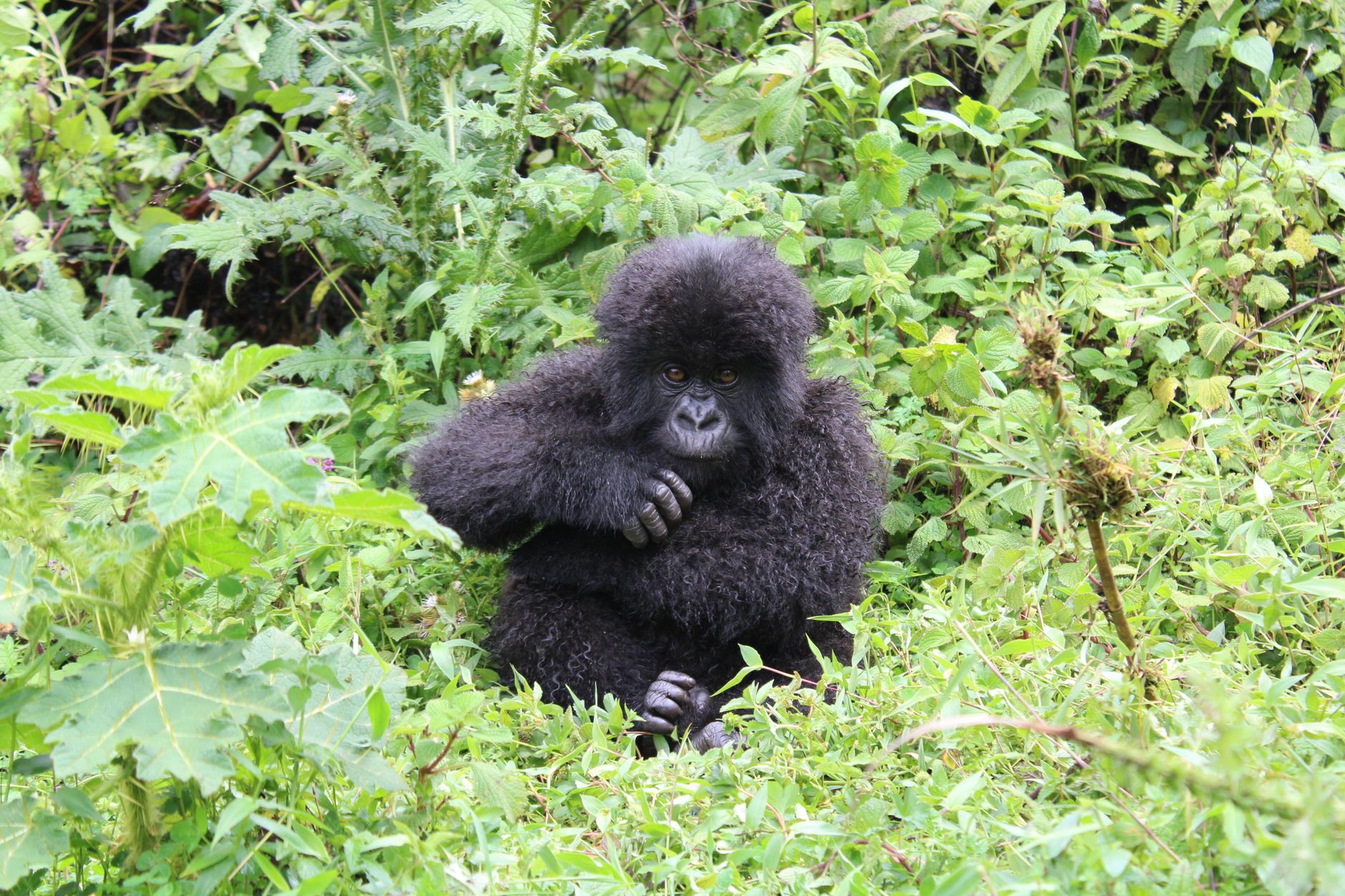 Uganda — Bwindi Gorillas, Uganda