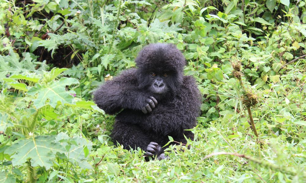 mountain gorilla trekking health safety