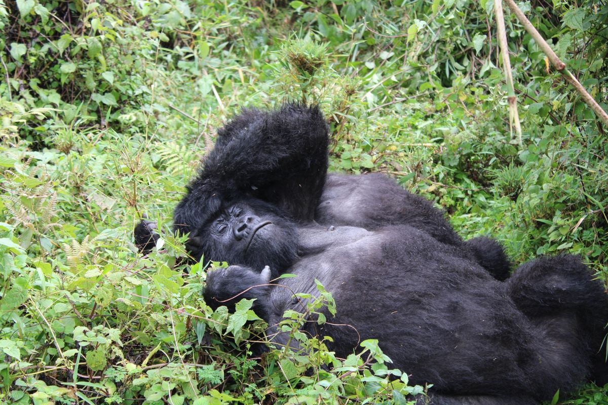 Mountain gorilla trekking in Uganda