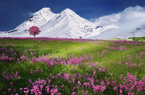 눈으로 덮인 산 근처 핑크 꽃
