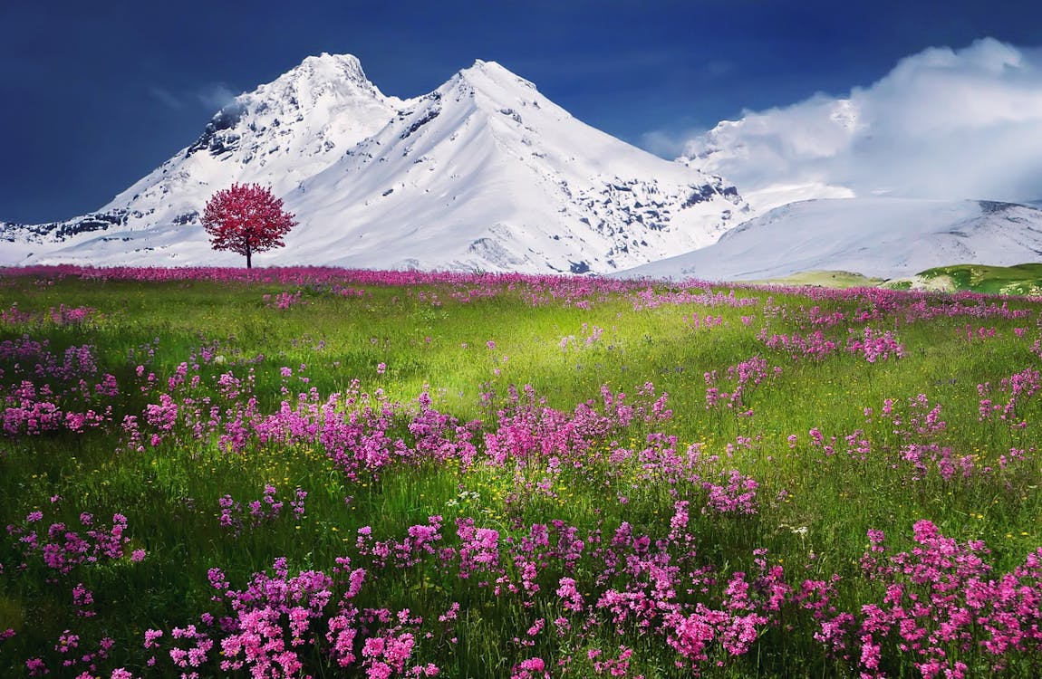 Roze Bloemen In De Buurt Van Berg Bedekt Met Sneeuw