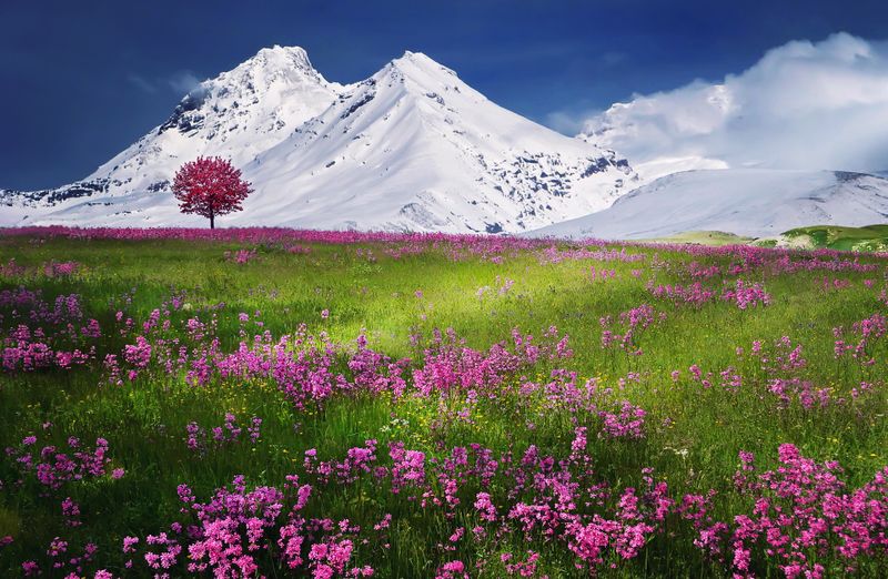 Meadow Wildflowers Nature Wallpaper 4K — Spring Bloom Sunset