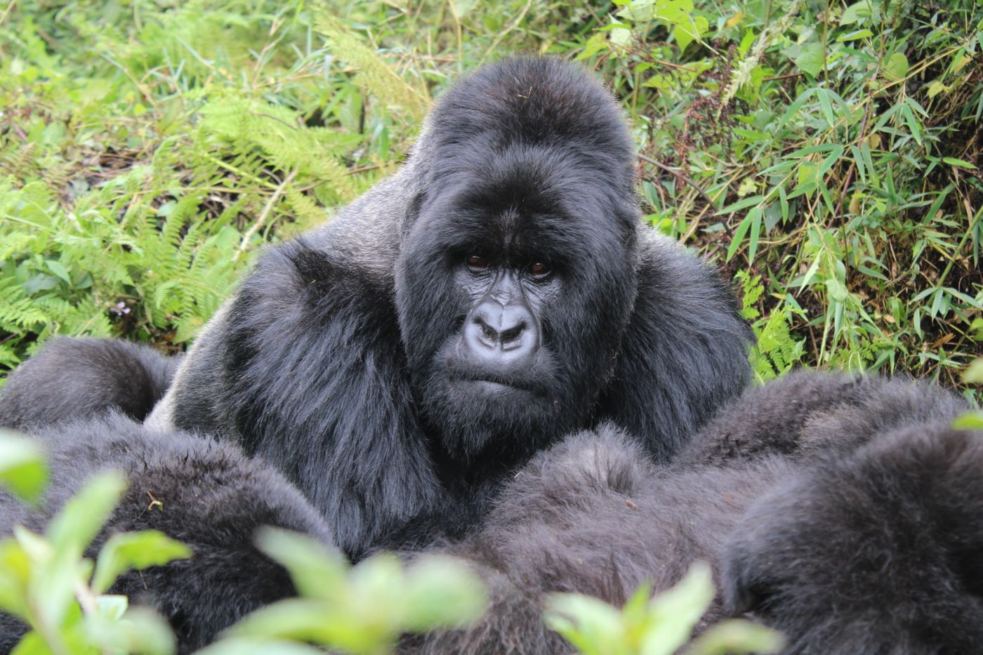 A silverback mountain gorilla in dense forest in the Rwandan wilderness