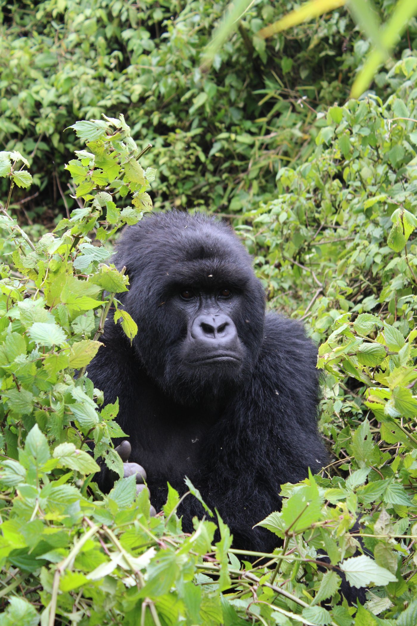 A mountain gorilla resting in dense green foliage in the forest at Kinigi, Rwanda