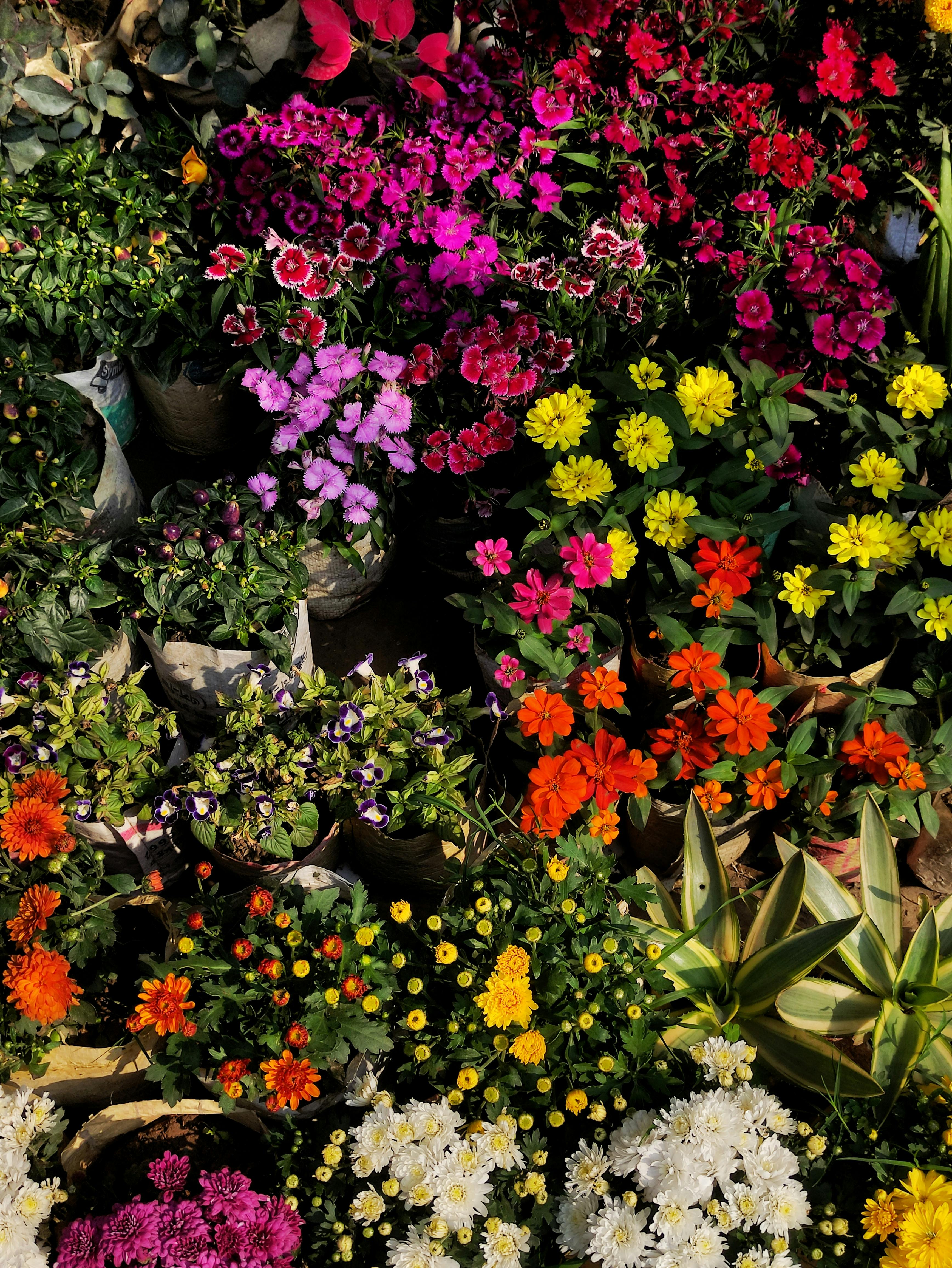 [ColoSach]-a-colorful-array-of-flowers-in-a-market-setting,-showcasing-vibrant-blooms-in-bright-sunlight.