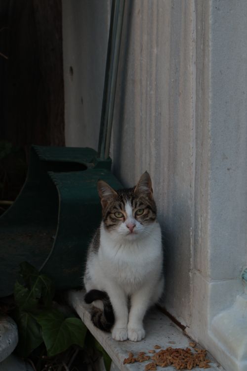 Free Charming calico cat sitting beside a wall outdoors in Bursa, Türkiye. Stock Photo