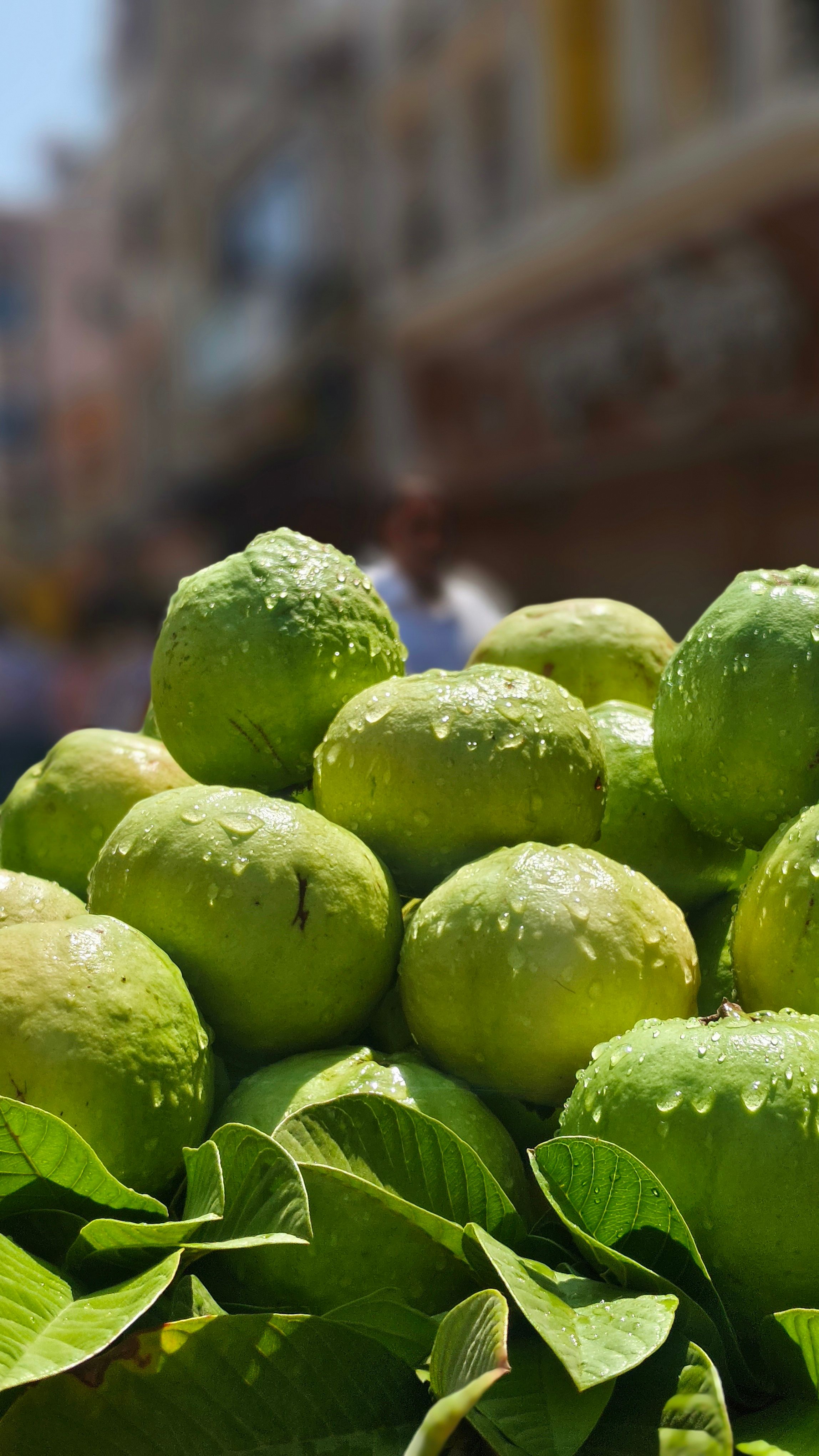Close-up of fresh green guavas with dew, stacked outside at a market.