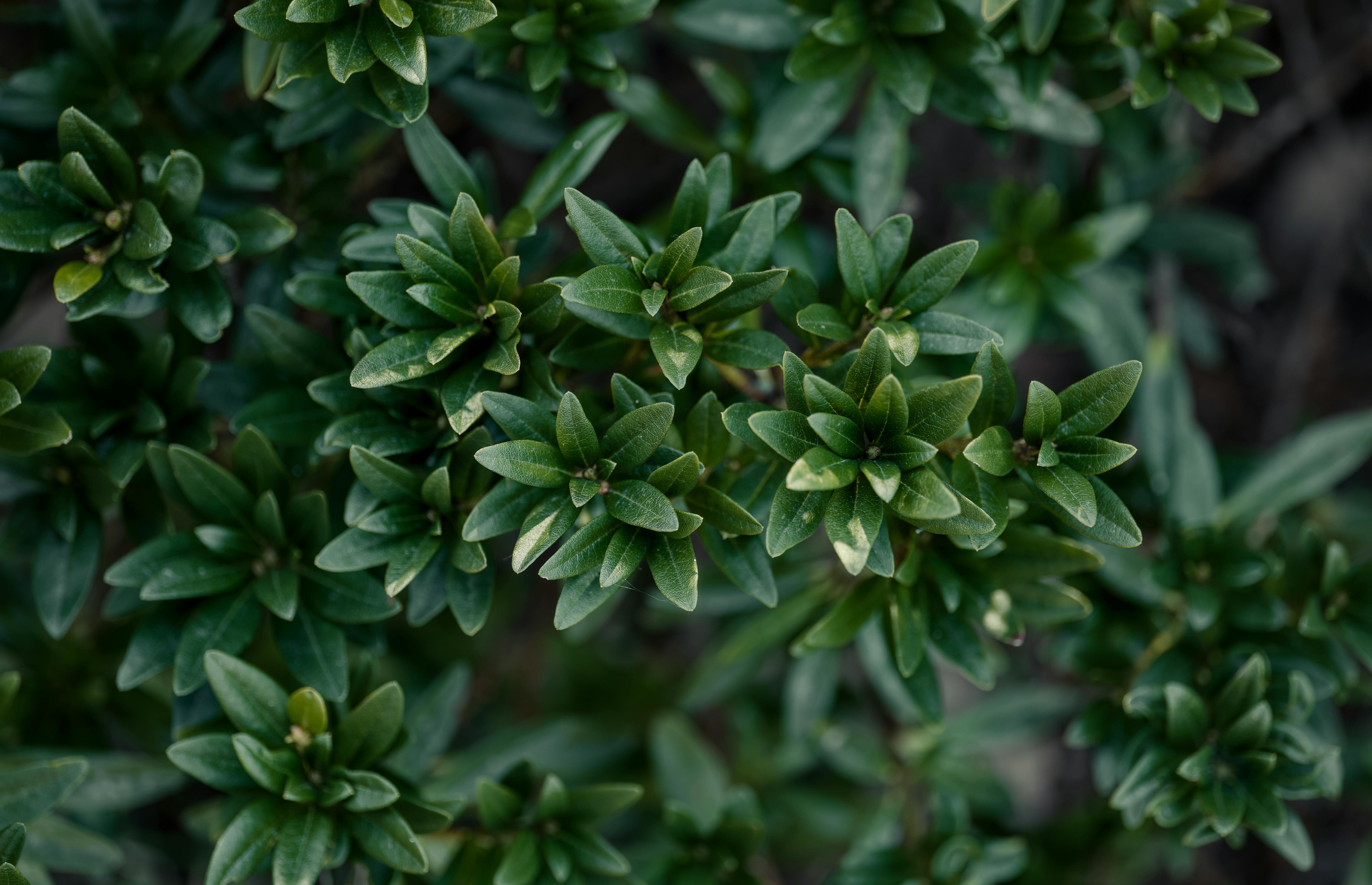 Glossy green leaves of a healthy ZZ plant - ZZ plant low maintenance air