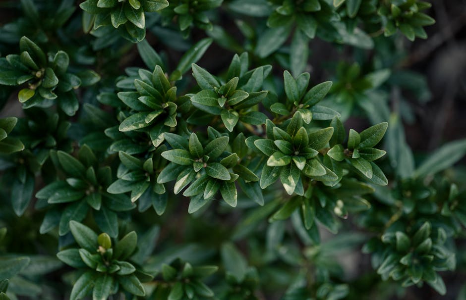 Glossy green leaves of a healthy ZZ plant - ZZ plant low maintenance air Glossy green leaves of a healthy ZZ plant - ZZ plant low maintenance air