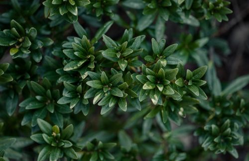 Free Detailed close-up of lush green foliage with vibrant leaves, perfect for nature-themed projects. Stock Photo