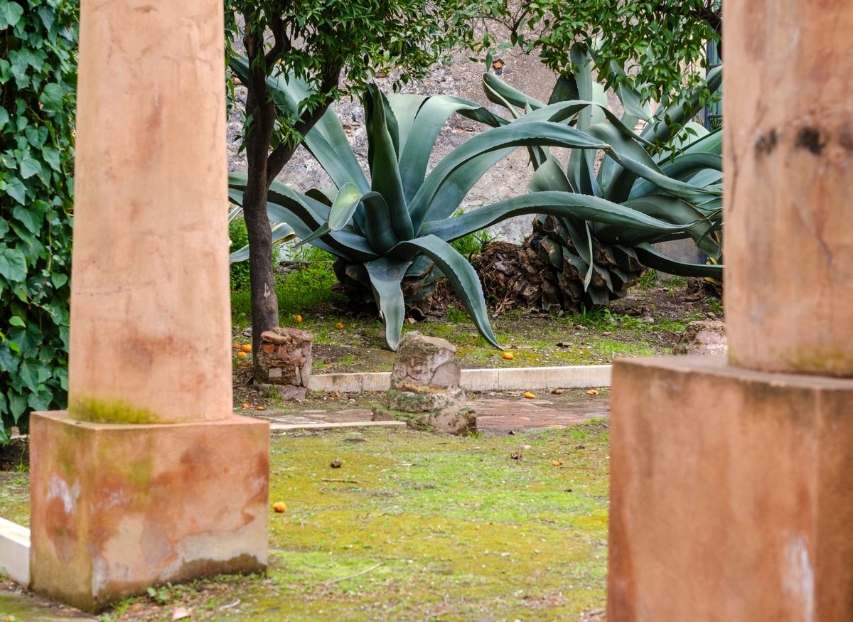 Agave mari langa coloane antice de piatra, la Catania