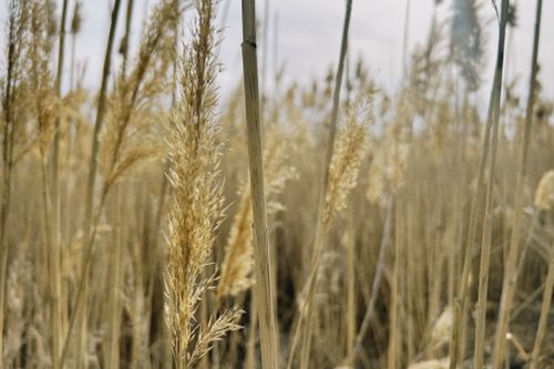 Free Close-up view of golden reed plants on a sunny day in Almaty Region, capturing the essence of nature. Stock Photo