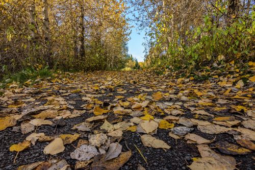 Free A serene forest pathway covered in vibrant autumn leaves under a blue sky. Stock Photo