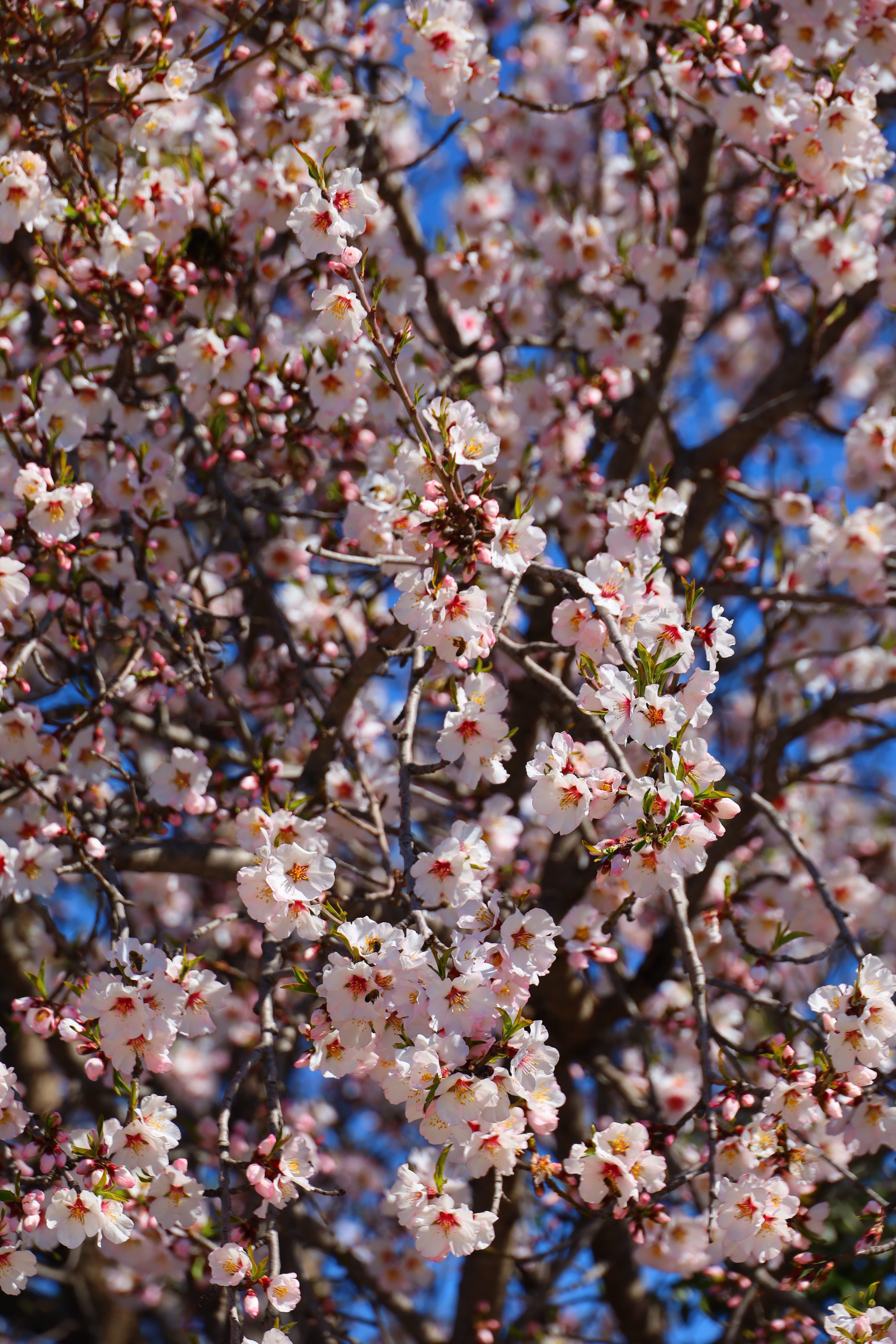 Beautiful cherry blossoms in full bloom during spring, capturing nature's vibrant renewal.