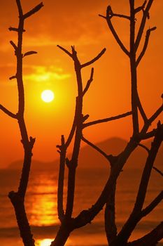 Silhouetted branches with a vivid orange sunset over the ocean, creating a dramatic scene.