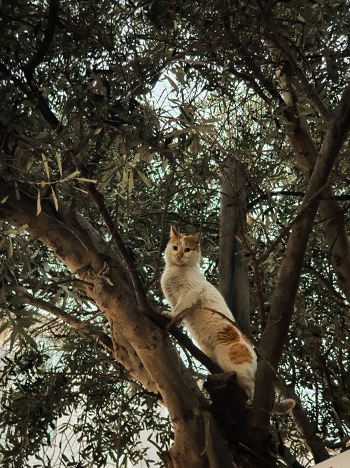Free Curious tabby cat perched on olive tree branch blending with nature. Stock Photo