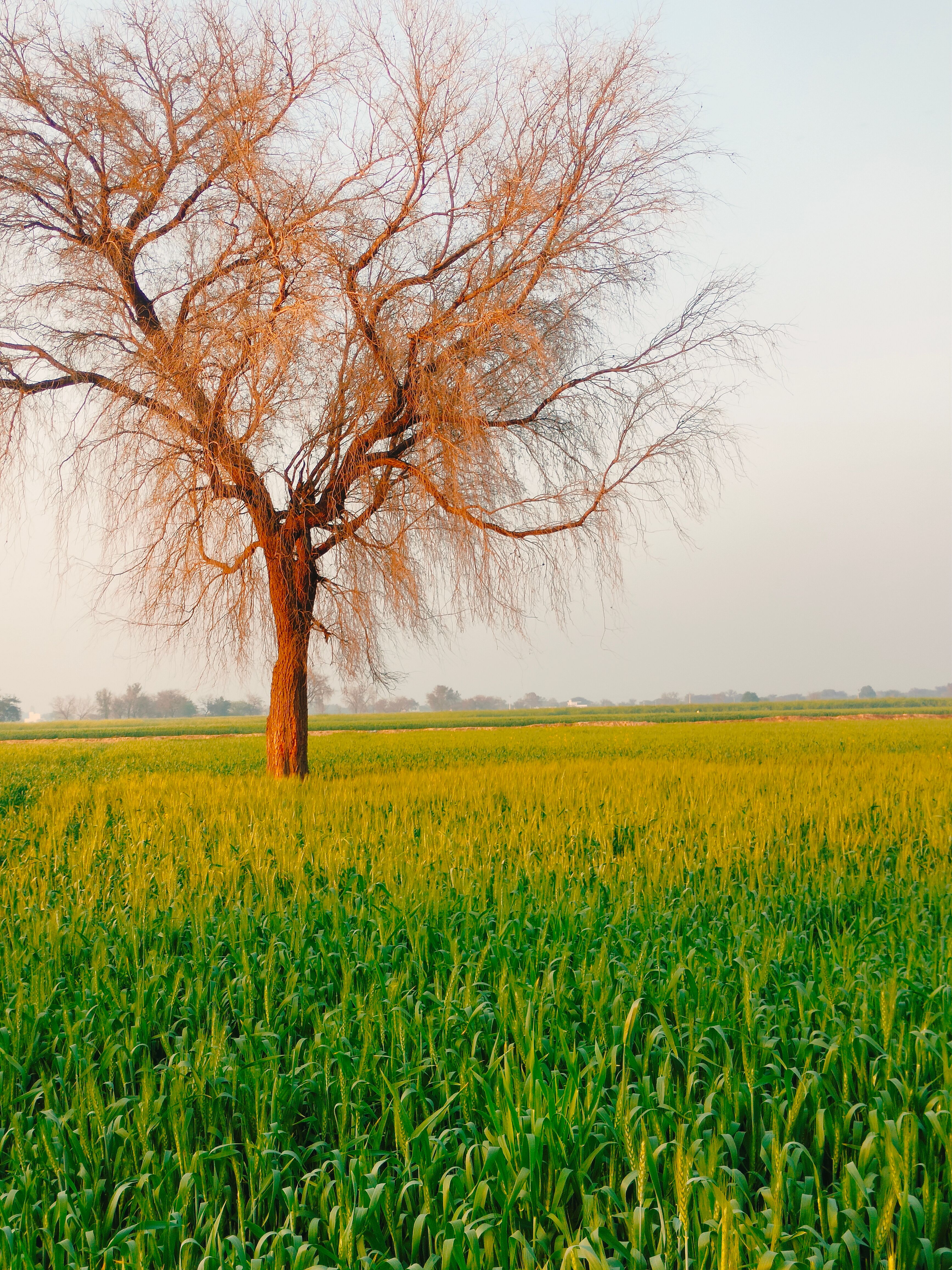Solitary Tree in Lush Green Field at Sunrise · Free Stock Photo