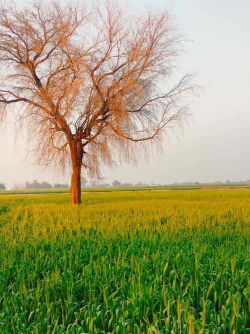 Lonely Tree in a Verdant Countryside Field · Free Stock Photo