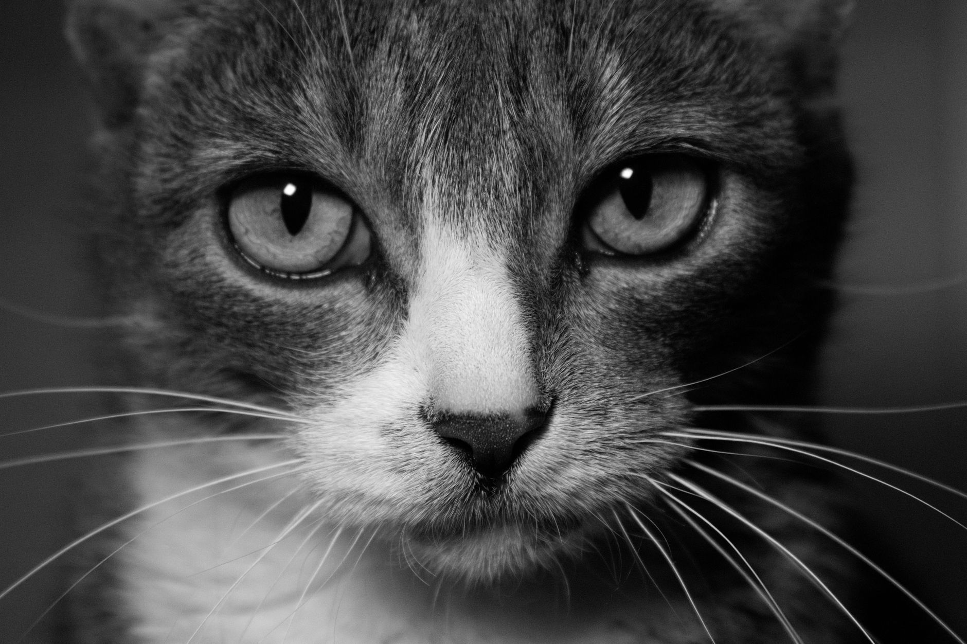 Veterinary care for a cat
