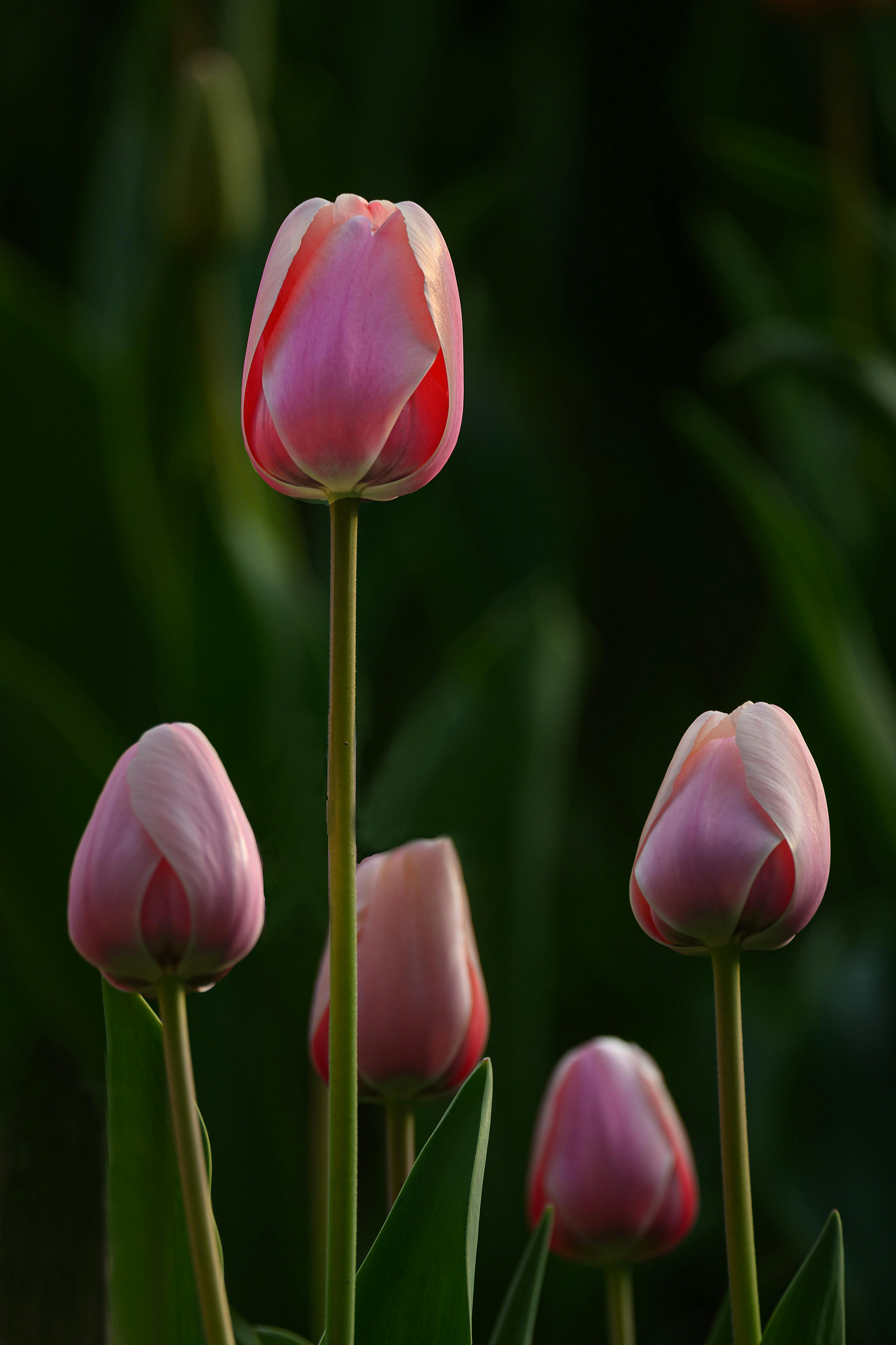 [ColoSach]-close-up-of-pink-tulips-with-lush-green-background,-showcasing-natural-elegance.