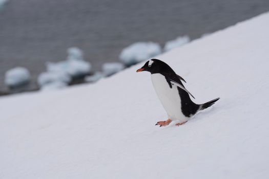 Zodiac landing with naturalist — Antarctica