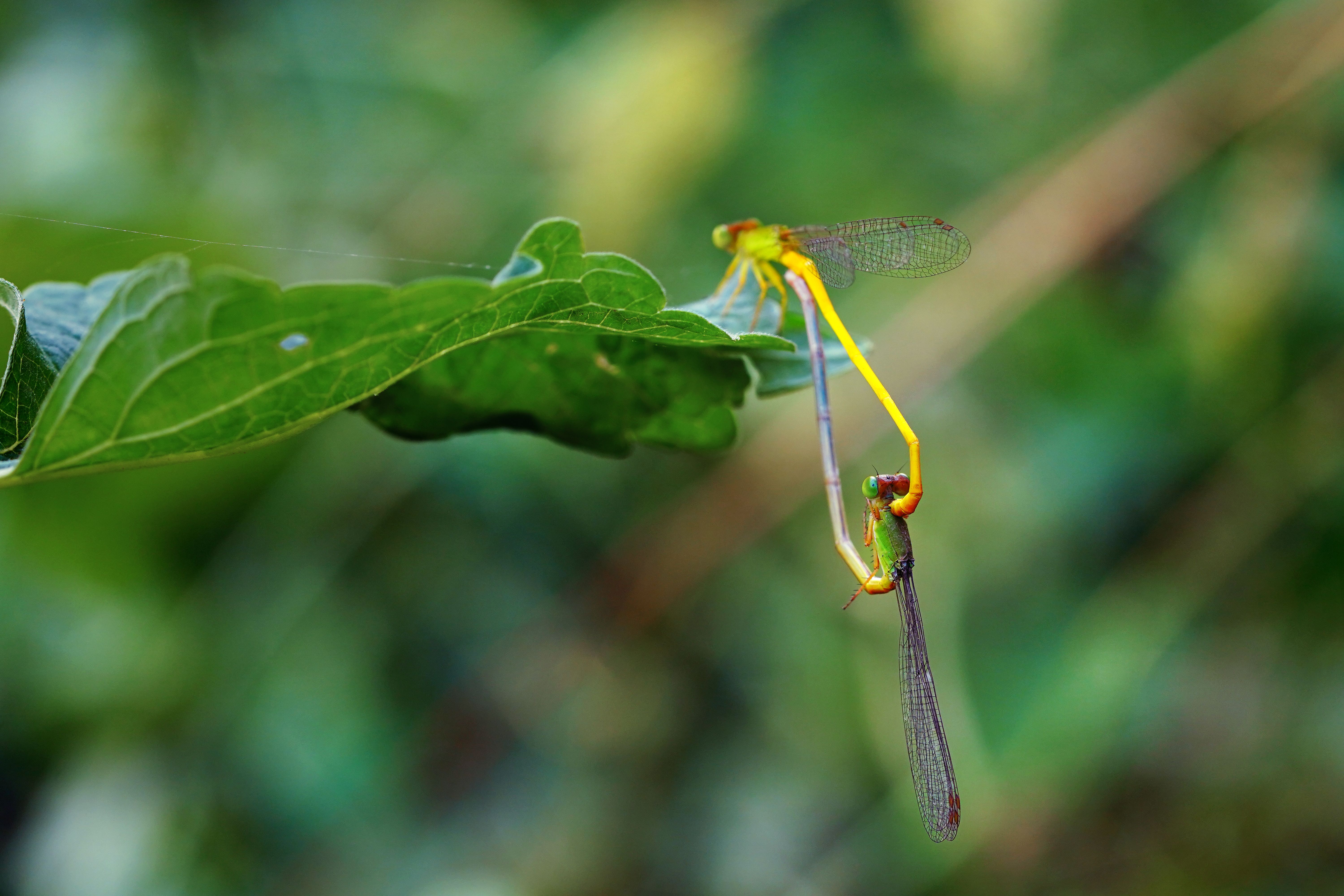 Macro Shot of Mating Damselflies on Green Leaf · Free Stock Photo