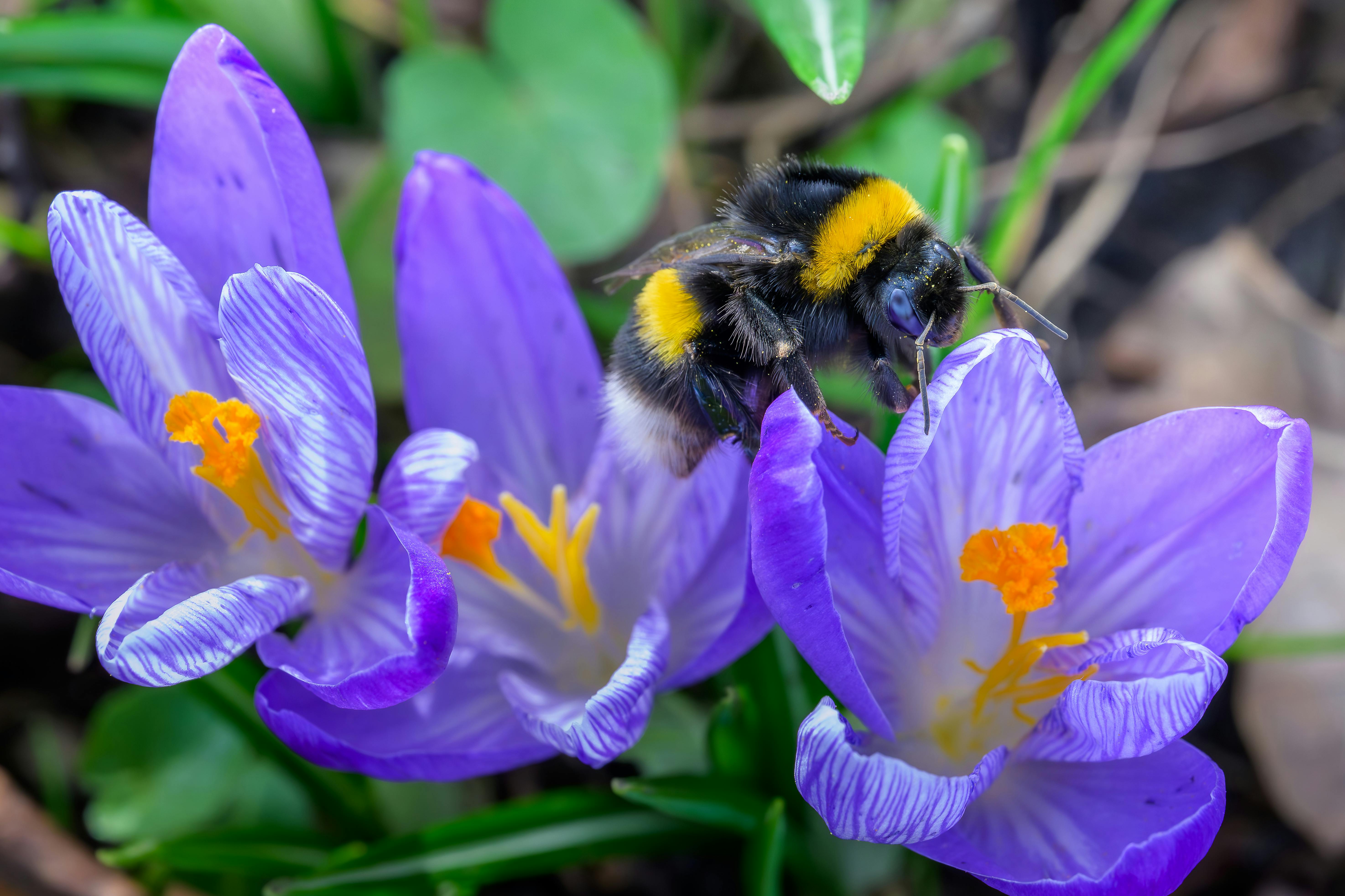Civics Bee empowers local students to use their voice — Photo by Adriaan Westra on Pexels
