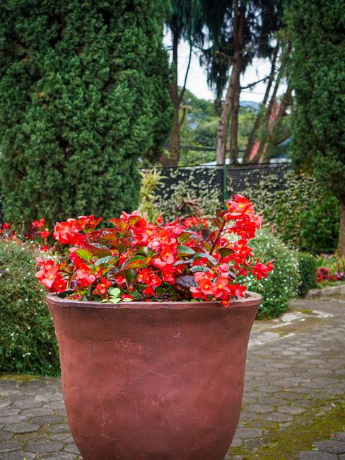 Vibrant red begonias in a large pot enhance a lush garden setting, perfect for spring.