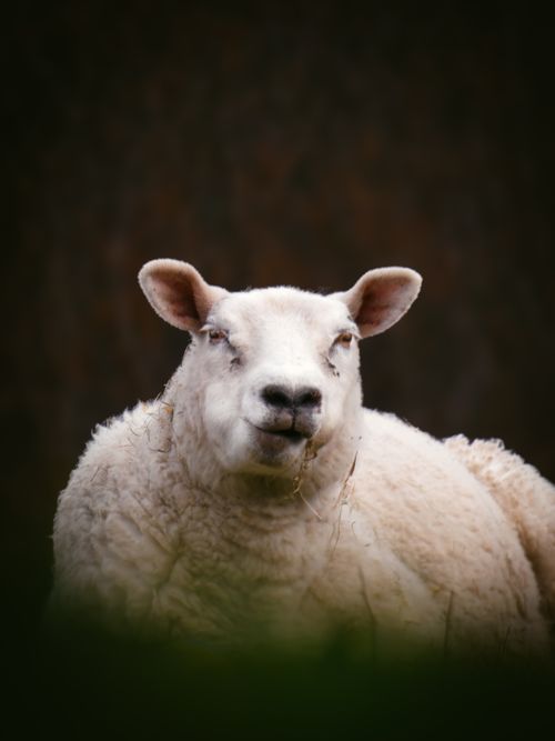 Free A serene close-up image of a white sheep looking directly at the camera with a blurred natural background. Stock Photo