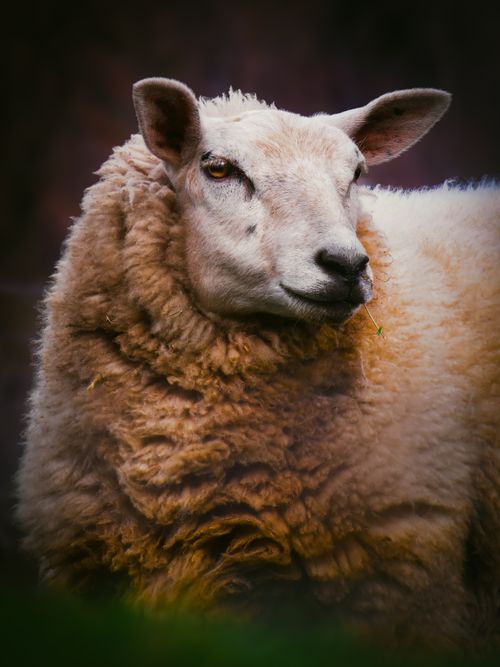 Free Detailed close-up of a woolly white sheep with dense fleece outdoors. Stock Photo