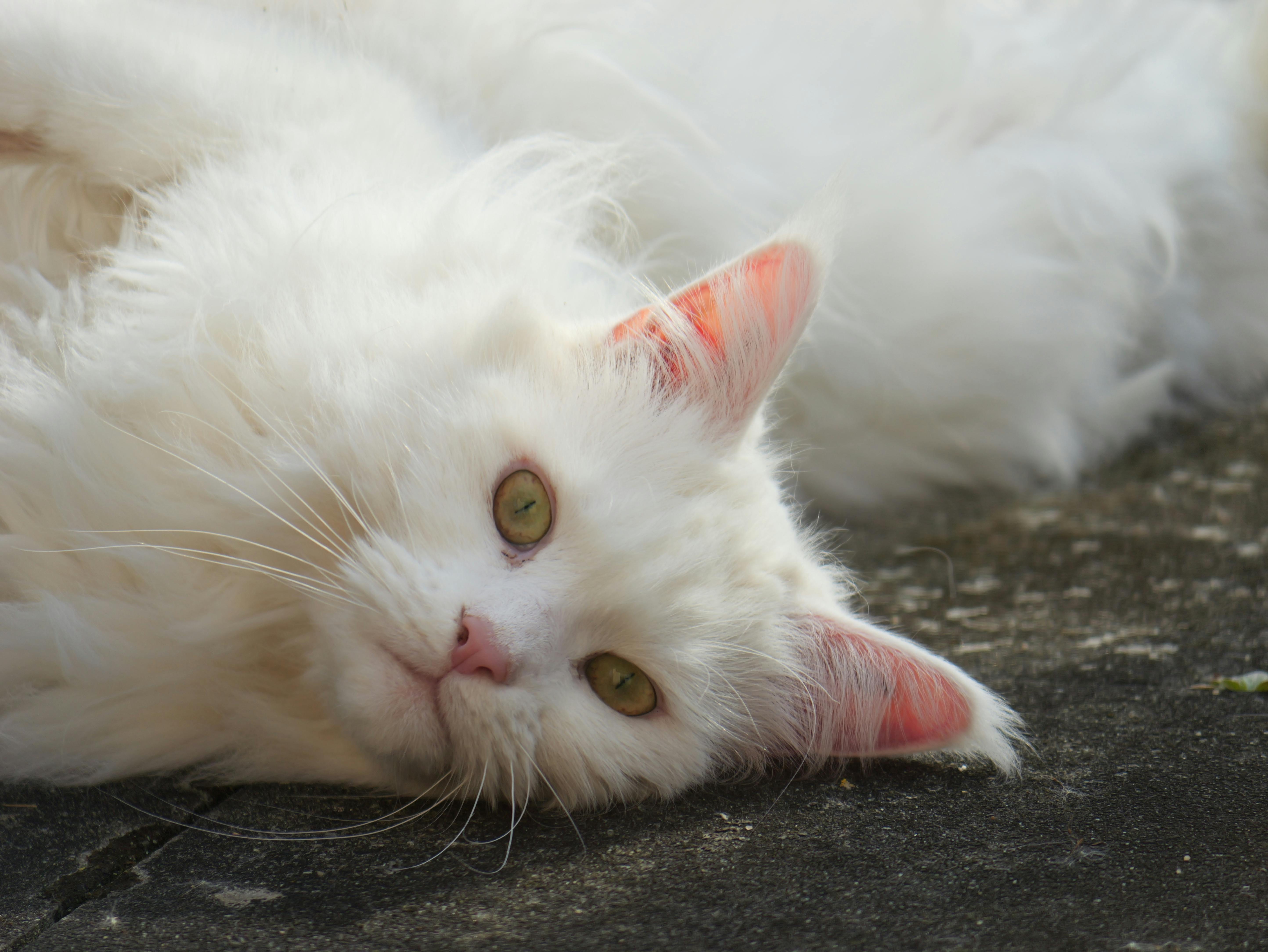 pet care pet grooming — Photo by Natur & Urban on Pexels