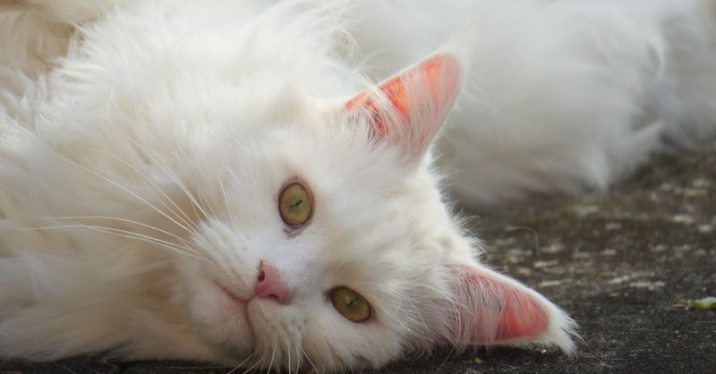 Chat Maine Coon : Guide Complet Race et Soins