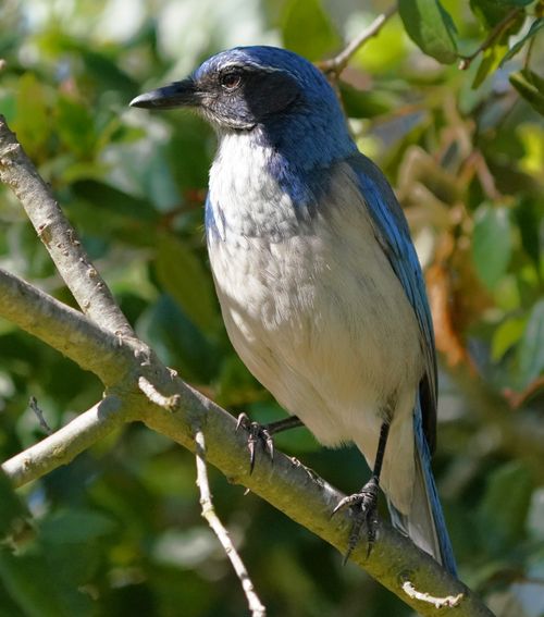 Free Close-up of a Western Scrub Jay perched on a tree branch in Goleta, California. Stock Photo