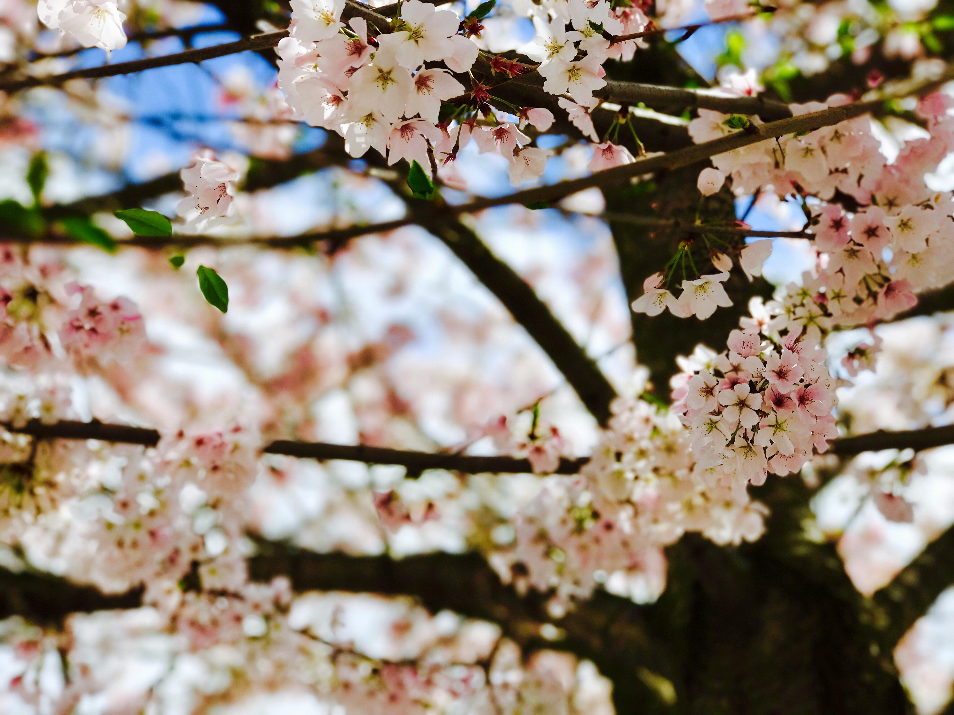 Free stock photo of bloom, blooming, blossoms