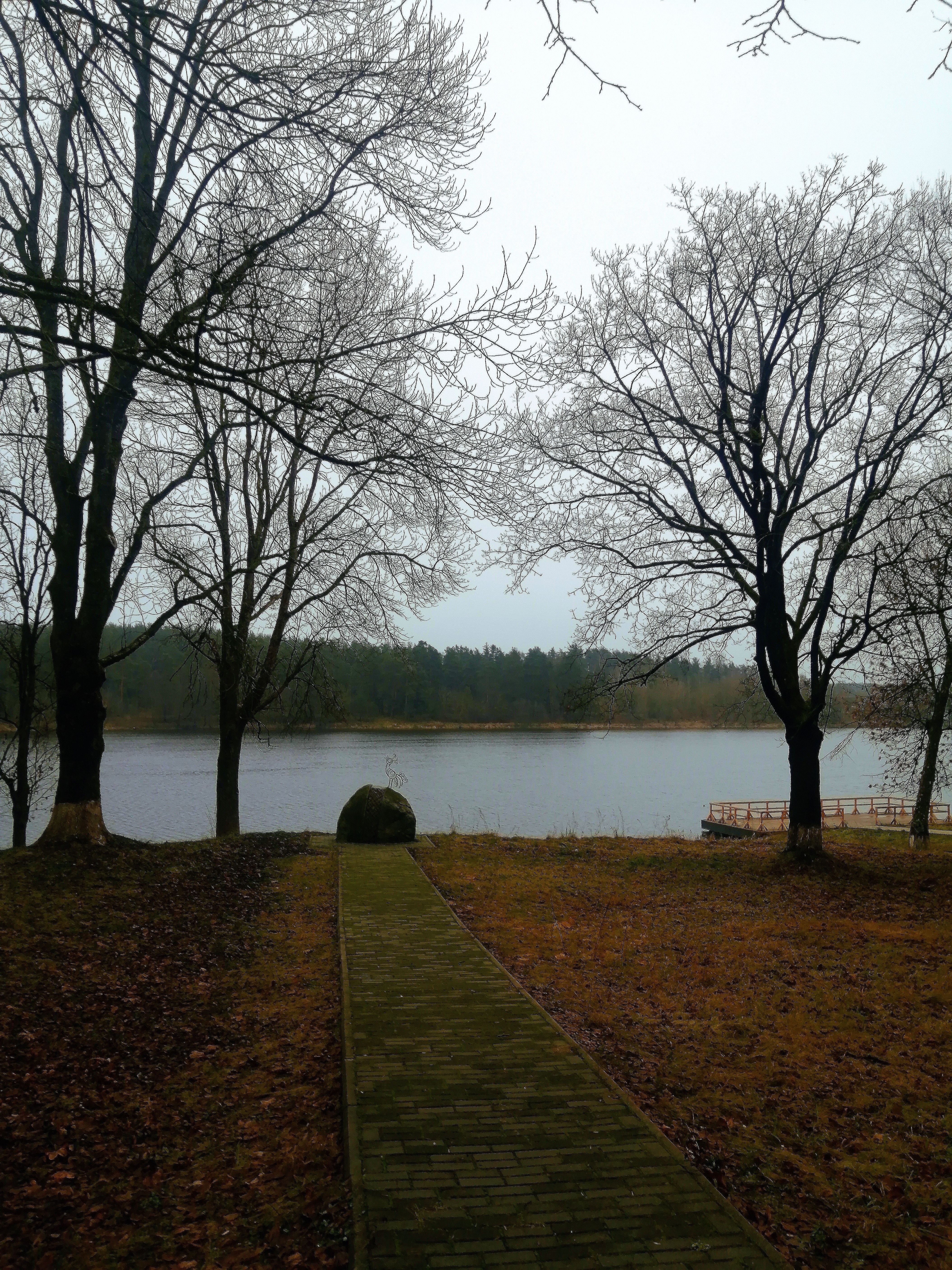 Serene Riverside Landscape with Bare Trees · Free Stock Photo