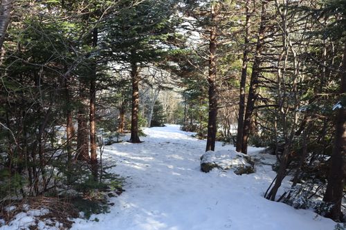 Free A serene snow-covered path through a winter forest with tall trees. Stock Photo