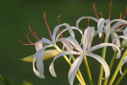 Free Beautiful white spider lily flowers with delicate petals captured in vibrant detail. Stock Photo