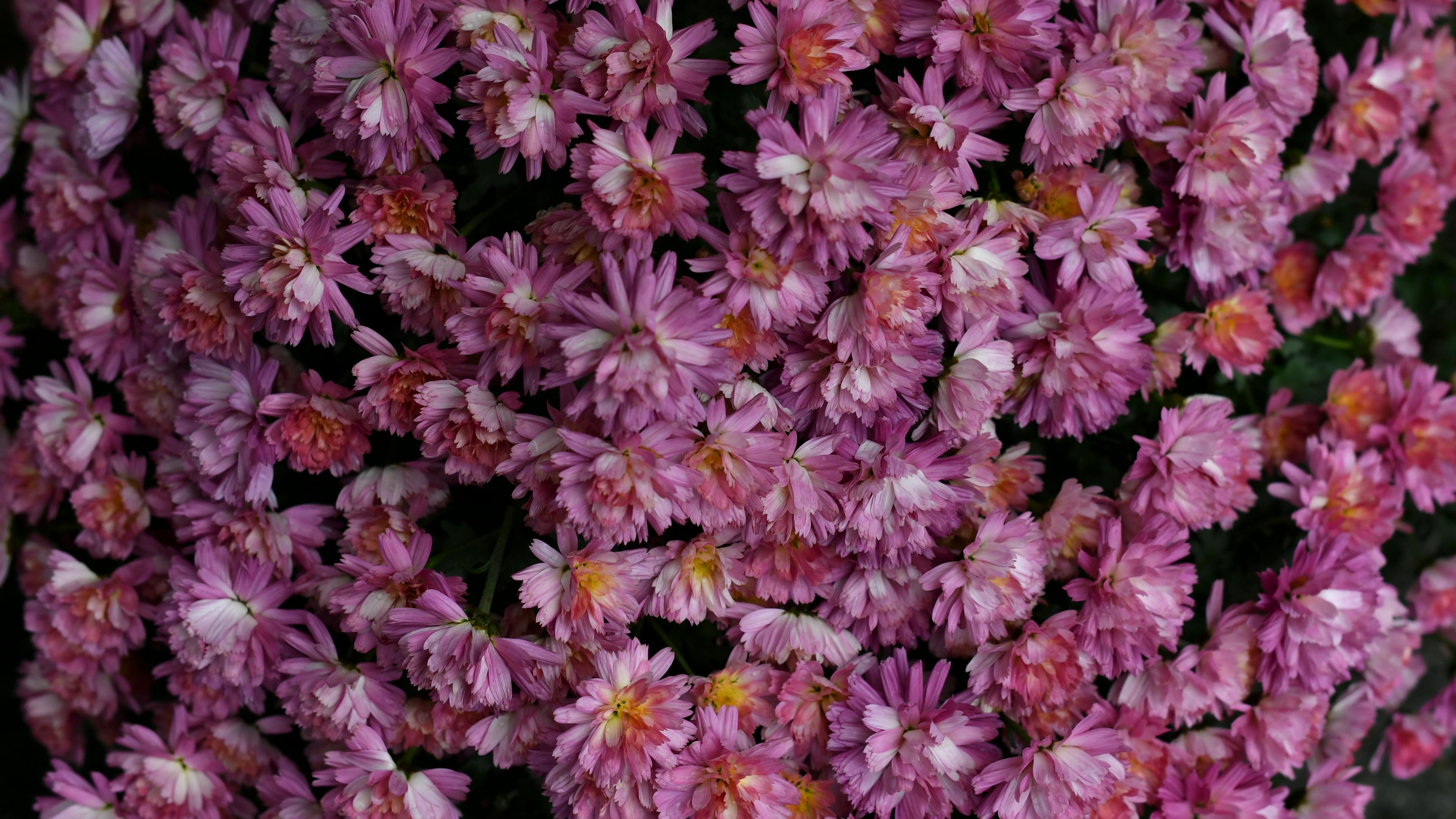 [ColoSach]-a-captivating-close-up-of-lush-pink-chrysanthemum-flowers-in-full-bloom,-showcasing-natural-beauty.
