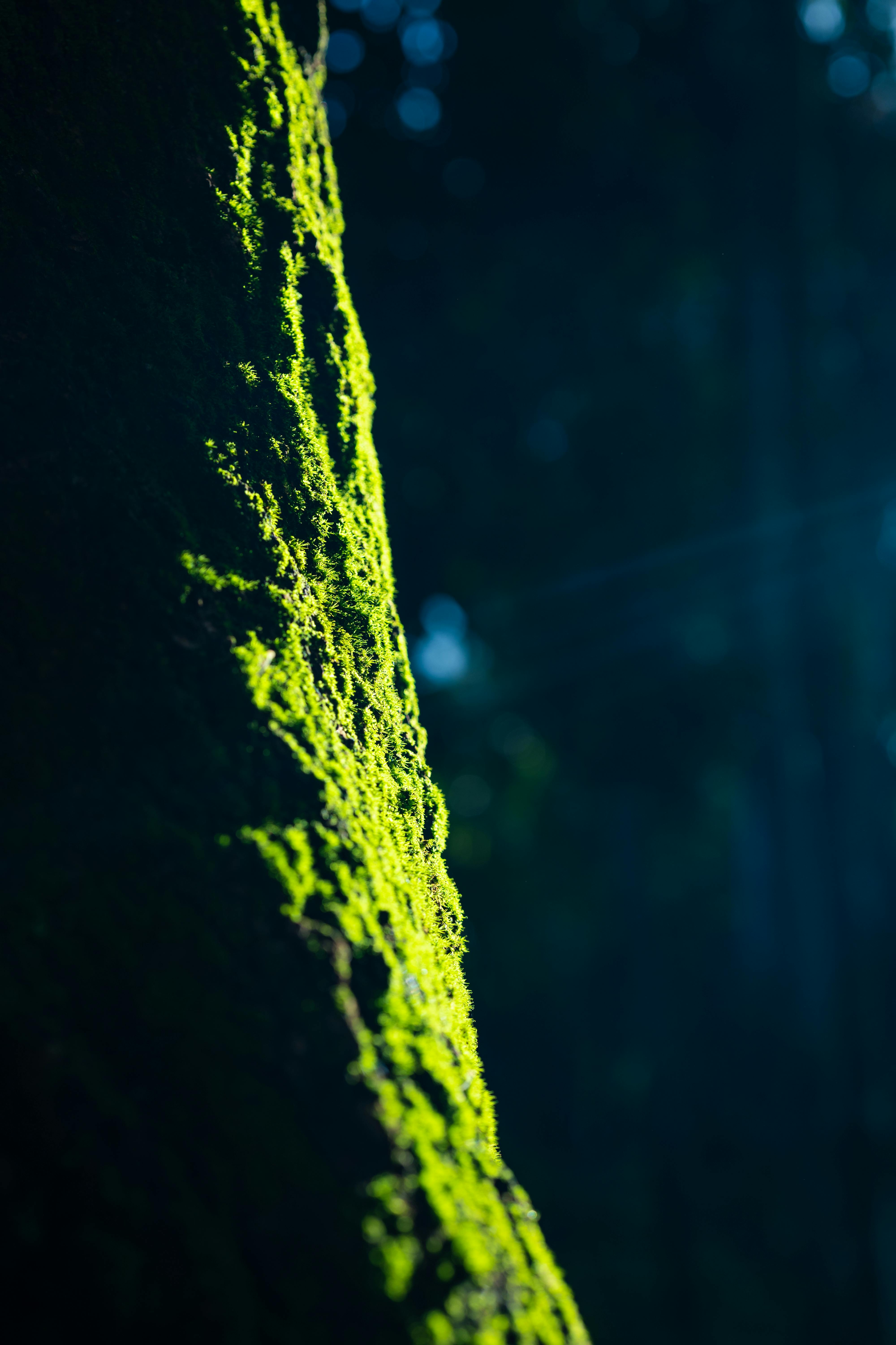 Gratuit Imagine de stoc gratuită din acoperire la sol, armonios, bokeh Fotografie de stoc