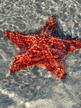 Bright starfish in clear Florida waters, showcasing vivid colors and marine beauty.