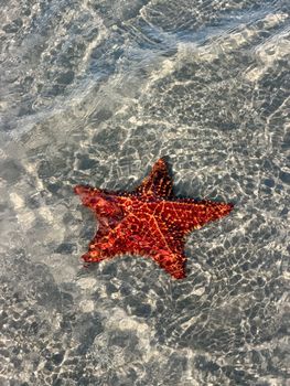 starfish photo