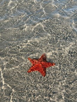 Close-up of a vivid starfish in clear seawater, capturing marine beauty.