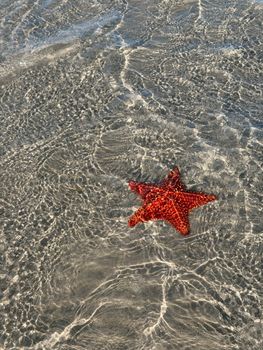 starfish photo
