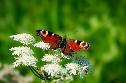 Free A vibrant peacock butterfly rests on delicate white flowers in a lush green garden. Stock Photo