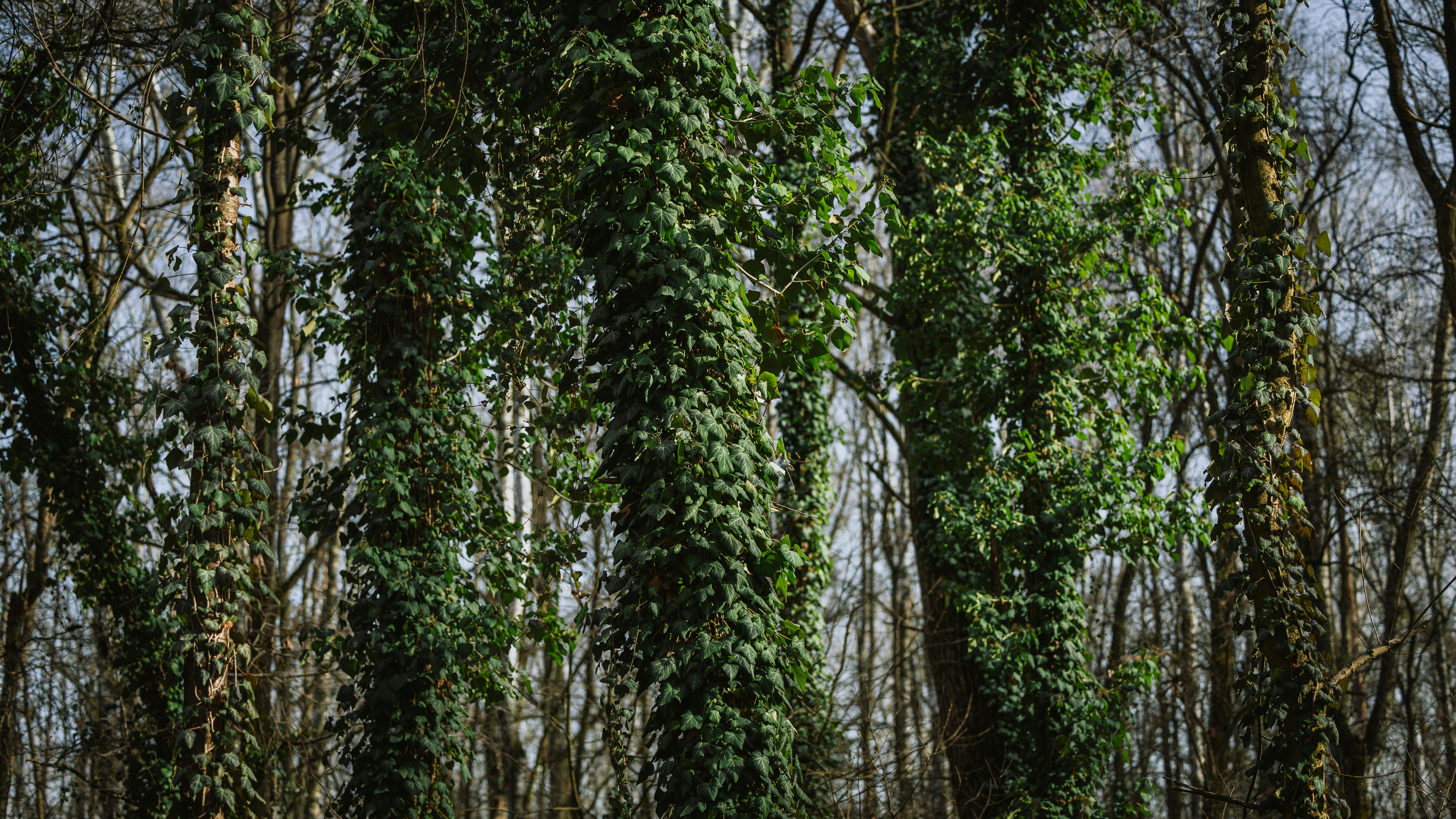 grátis Densas trepadeiras de hera sobem pelos troncos das árvores em uma floresta tranquila, criando um ambiente verdejante e exuberante. Foto profissional