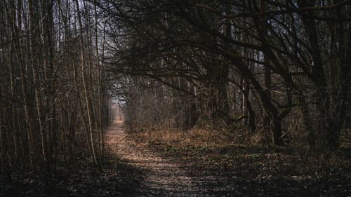 Free A peaceful forest path lined with bare trees in early spring, perfect for nature walks. Stock Photo