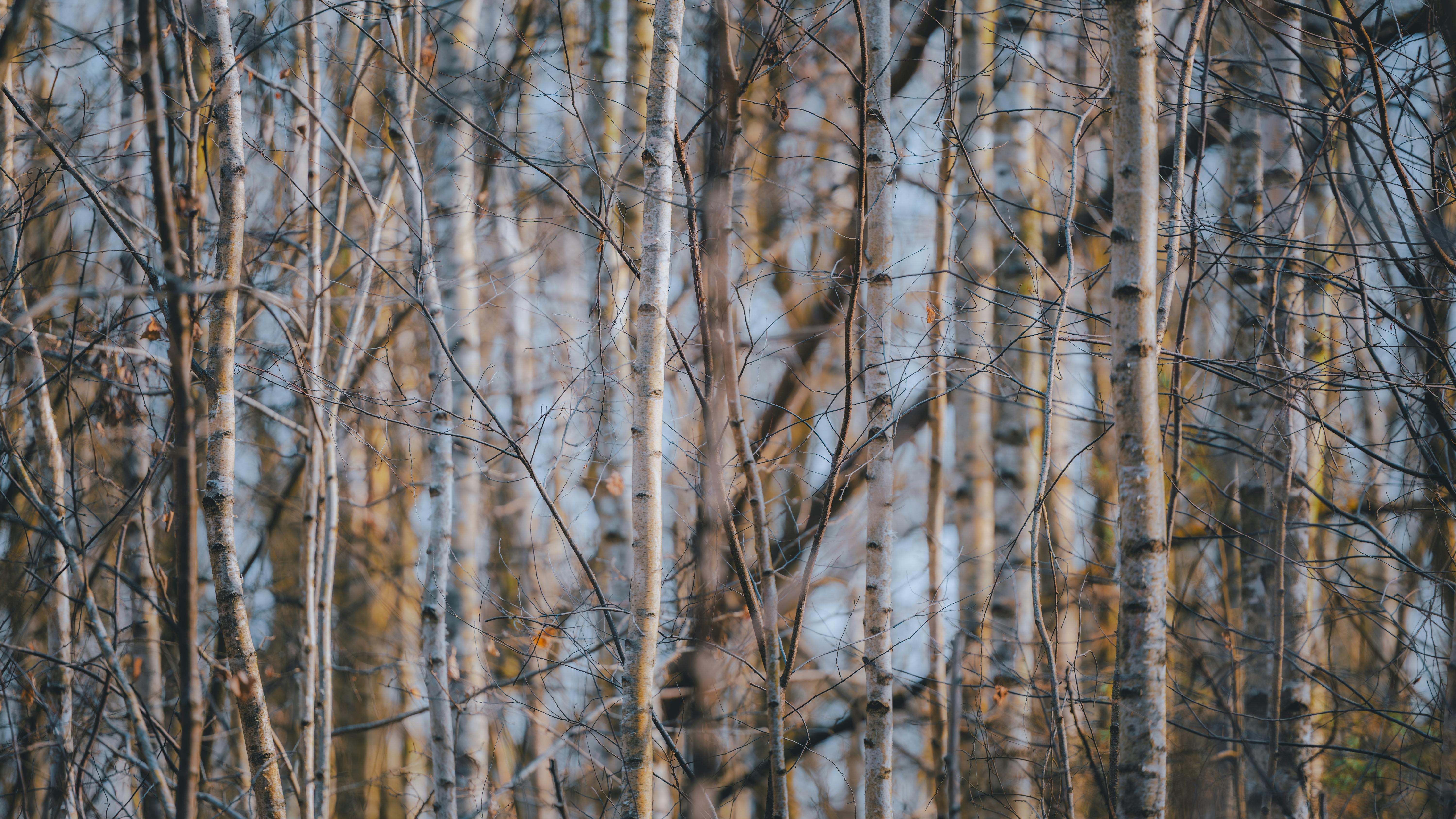 grátis Cena tranquila de um bosque de bétulas, capturando a delicada luz do sol filtrando-se através dos galhos esparsos. Foto profissional