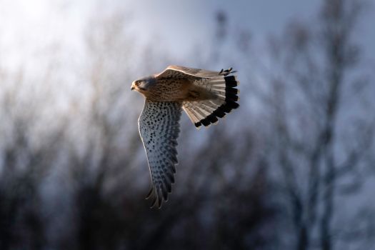 A majestic kestrel gliding gracefully against a blurred winter backdrop.
