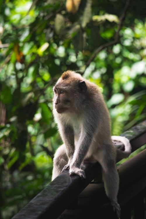 Free Close-up of a long-tailed macaque perched on a railing amidst lush jungle foliage. Stock Photo