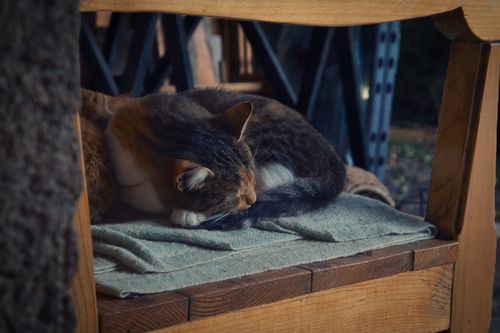 Free A tranquil scene of a cat napping on a blanket-covered wooden chair inside. Stock Photo